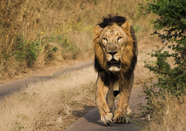 Reserve Gir Jungle Safari Online Booking For Exciting Adventure
